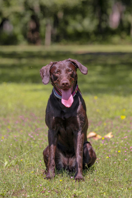 Client dog 2